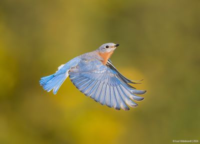 EasternBluebird23c3114.jpg