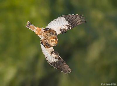 SnowBunting23c5375.jpg