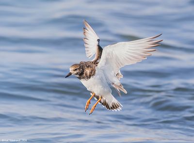 RuddyTurnstone44c4892.jpg