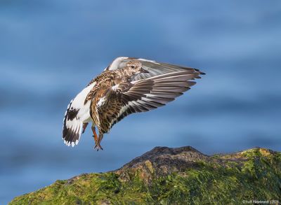 Ruddy Turnstone