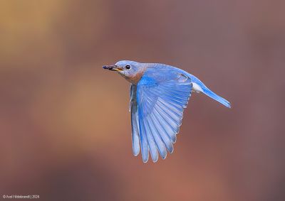 EasternBluebird26c7420.jpg