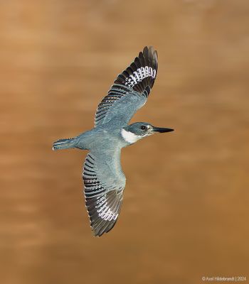 BeltedKingfisher37c8430.jpg