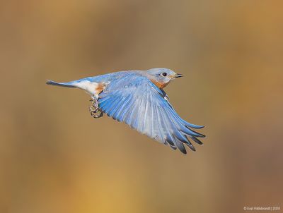EasternBluebird27c7883.jpg