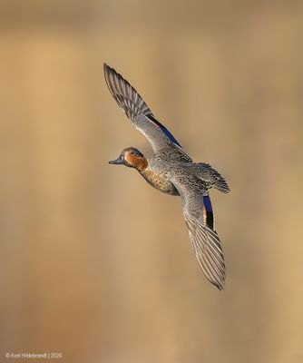 Green-wingedTeal06c9643.jpg