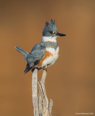BeltedKingfisher38c3984.jpg