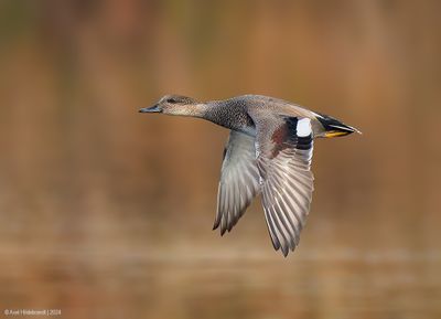 Gadwall13c5726.jpg