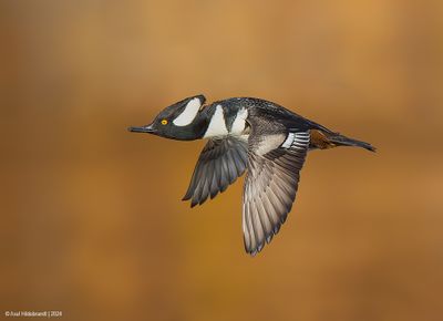 Hooded Merganser