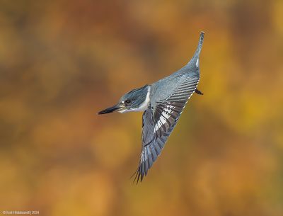 BeltedKingfisher40c6188.jpg