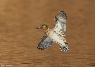 Green-wingedTeal07c4325.jpg