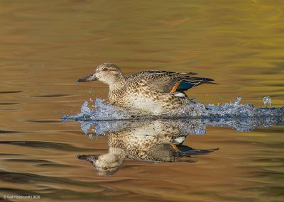 Green-wingedTeal08c4375.jpg