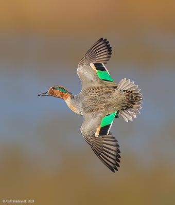 Green-wingedTeal09c0088.jpg