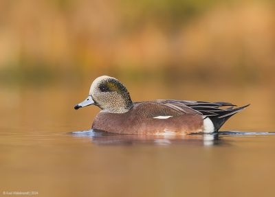 AmericanWigeon06c6987.jpg