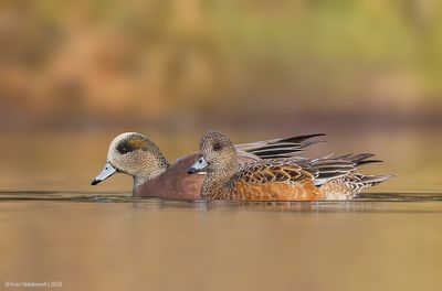 AmericanWigeon07c4707.jpg