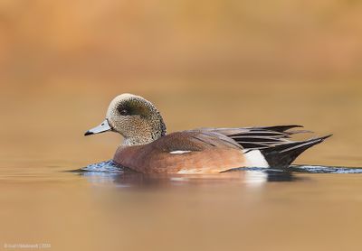 American Wigeon