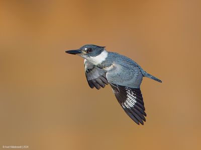 BeltedKingfisher41c8138.jpg