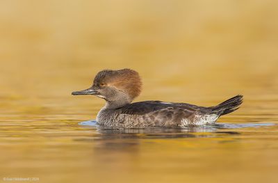 HoodedMerganser14c4957.jpg