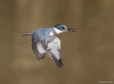 BeltedKingfisher42c6179.jpg