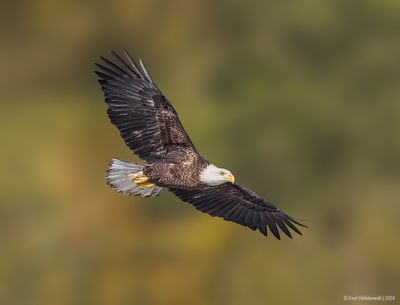 BaldEagle148c9878.jpg