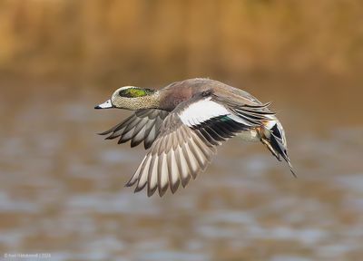 AmericanWigeon09c6054.jpg