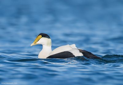 CommonEider50c9971.jpg