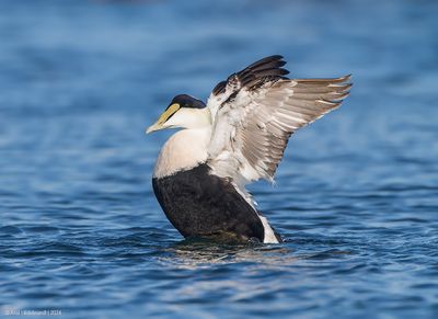 CommonEider51c3134.jpg