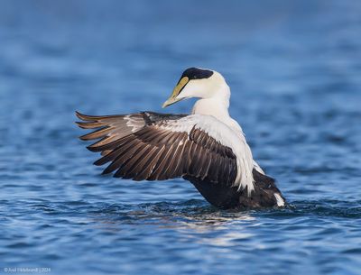 CommonEider52c2644.jpg