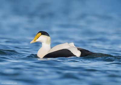 CommonEider53c9974.jpg