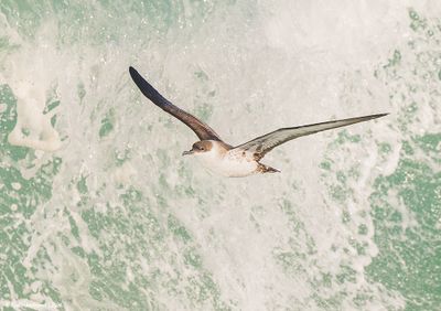 GreatShearwater28c8795.jpg