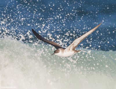 Great Shearwater