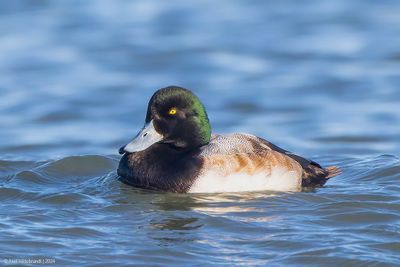 GreaterScaup05c5277.jpg