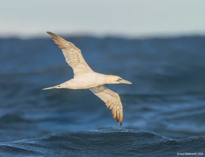 NorthernGannet47c7357.jpg