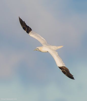 Northern Gannet