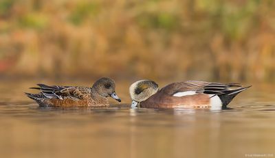 AmericanWigeon10c5982.jpg