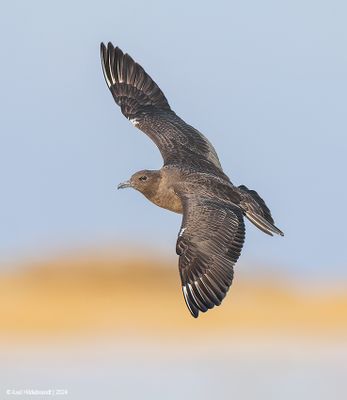 PomarineJaeger01c0714.jpg