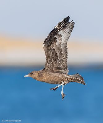 PomarineJaeger03c0688.jpg