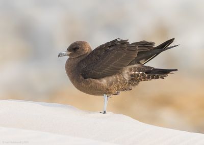 PomarineJaeger05c6771.jpg