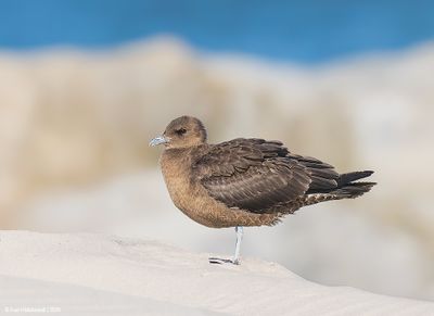PomarineJaeger06c0415.jpg