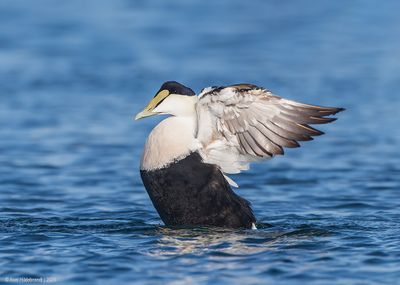 CommonEider54c3143.jpg
