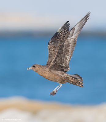 Pomarine Jaeger