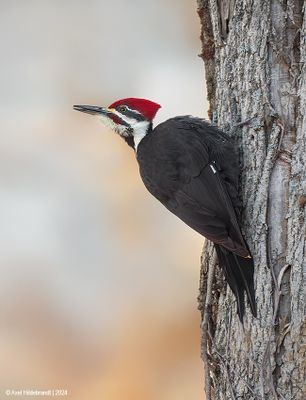 Pileated Woodpecker