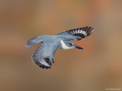 BeltedKingfisher43c3103.jpg