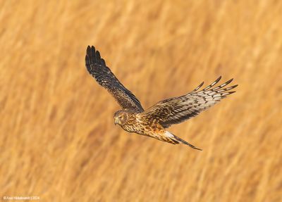 NorthernHarrier68c3264.jpg