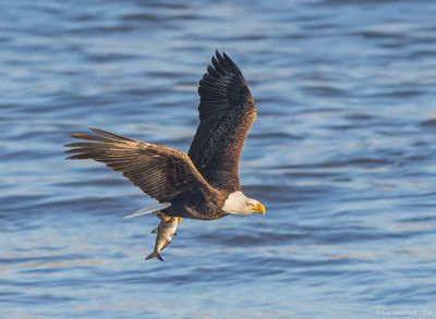 BaldEagle149c5007.jpg