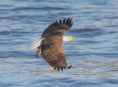BaldEagle150c4970.jpg