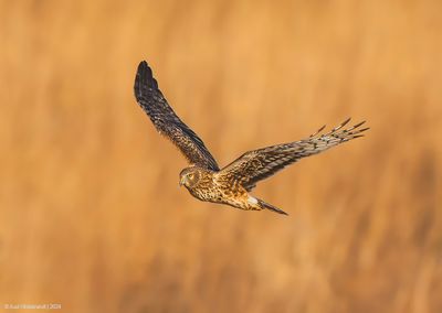 NorthernHarrier69c3136.jpg