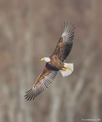 BaldEagle151c7217.jpg