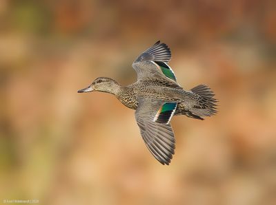 Green-wingedTeal10c5670.jpg