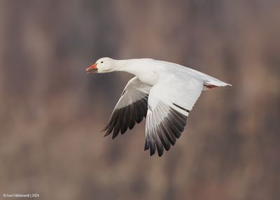 Snow Goose