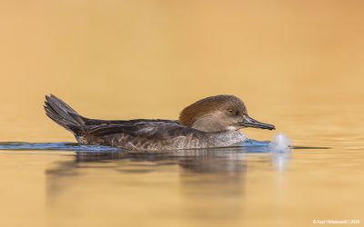 HoodedMerganser15c5762.jpg
