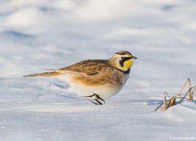 HornedLark54c2784.jpg